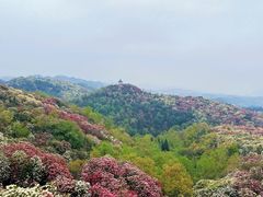 -贵州百里杜鹃风景名胜区