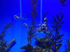 -上海海洋水族馆