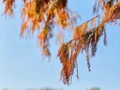 -中国科学院华南植物园