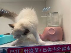 -lincat·猫舍(广州店)