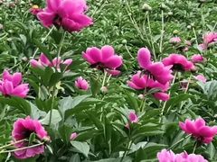 -合肥三国新城遗址公园