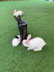 -萌宠亲子动物乐园(槐房万达店)