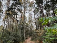-青龙山国家森林公园