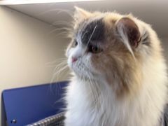 -喵园·猫主题咖啡厅·撸猫·猫咖(国贸店)