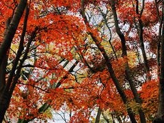 -秋霞圃