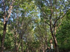 -洛阳市隋唐城遗址植物园