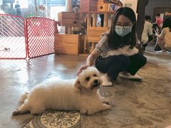 -more than meow吴止猫主题餐厅(承德 中船汇店)