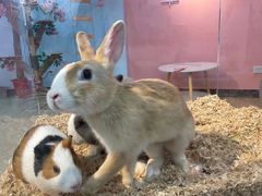 -喵宠乐园·撸猫互动·猫舍