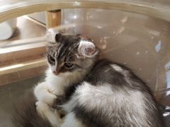 -瞄一喵猫咖(格力海岸店)