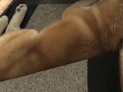 -喜柴咖啡·柴犬狗咖