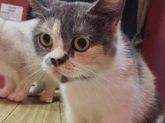 -猫色咖啡·猫咖