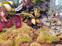 -中国科学院西双版纳热带植物园