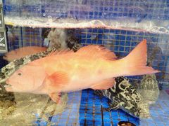 -香山湖渔家大院