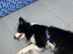-芭比堂动物医院·心脏专科·夜诊·吉雅分院