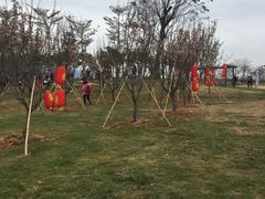 -天适樱花悠乐园