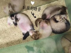 -藦茜花园宠物主题亲子互动体验馆(国顺东路店)