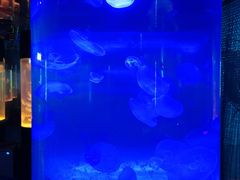 -沙沙哗啦海洋馆(华宇百花谷店)