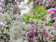 -深圳国际园林花卉博览园