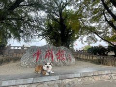 -大槐树寻根祭祖园