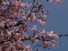-海棠花溪(元大都城垣遗址公园)