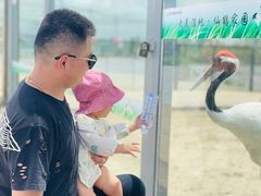 -盐城丹顶鹤湿地生态旅游区