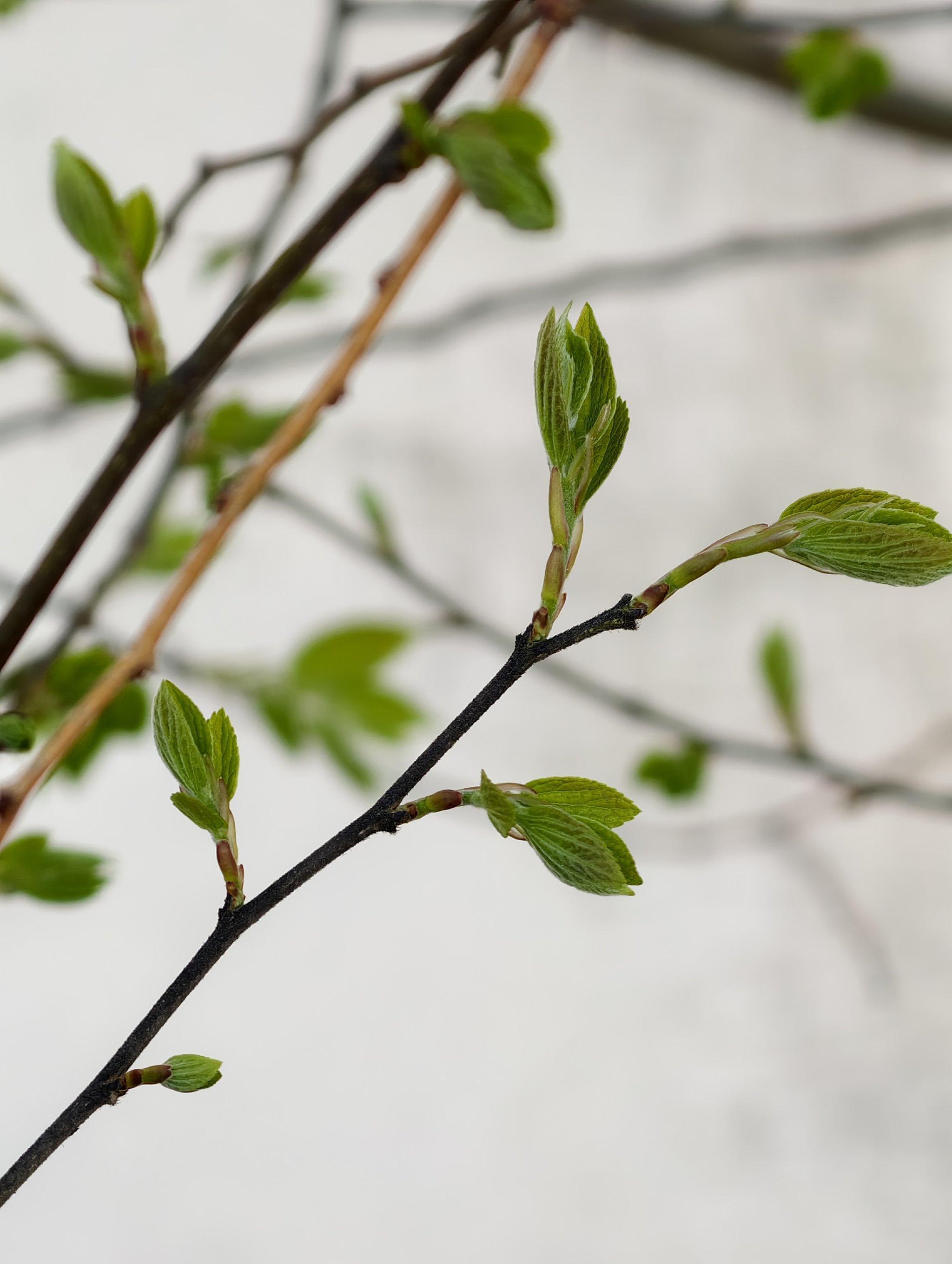 树木渐渐苏醒,嫩绿的芽儿探头