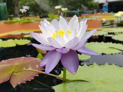 -上海辰山植物园