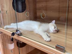 -喵百万·布偶·蓝金金渐层英短·猫舍(百子湾店)