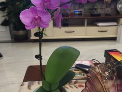 -龙大花卉苗木市场