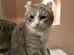 -猫儿山۰猫主题餐厅