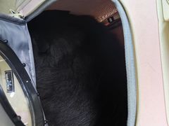 -爱妮康宠物医院·干细胞免疫细胞·肿瘤·心脏(张江店)