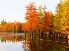 -白鹭湾湿地公园