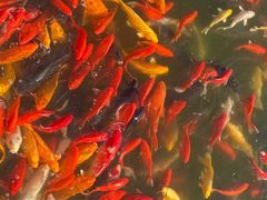 -石家庄市植物园