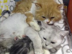 -喵的天空名猫咖啡馆·撸猫·猫舍·用品