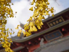 -上海东林寺(金山区)