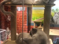 -猫咪博物馆(顶澳仔猫街店)
