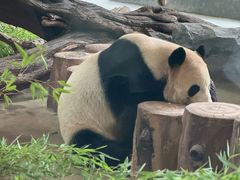 -昆明动物园