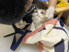 -爱妮康宠物医院·干细胞免疫细胞·肿瘤·心脏(张江店)