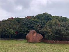 -贵州百里杜鹃风景名胜区