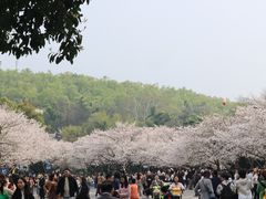-武汉大学-樱园