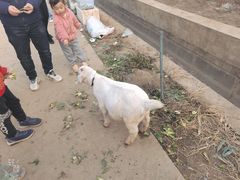 -喜杨洋草莓采摘园