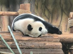 -泉州海丝野生动物世界