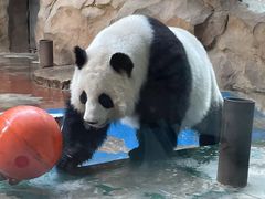 -成都动物园