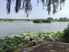-白洋淀风景区
