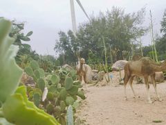 -六鳌翡翠湾滨海度假景区