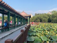 -莲花池公园