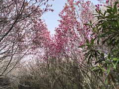-洛阳市隋唐城遗址植物园