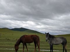 -塞罕坝国家级自然保护区