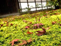 -西芳寺(苔寺)