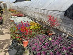 -龙大花卉苗木市场